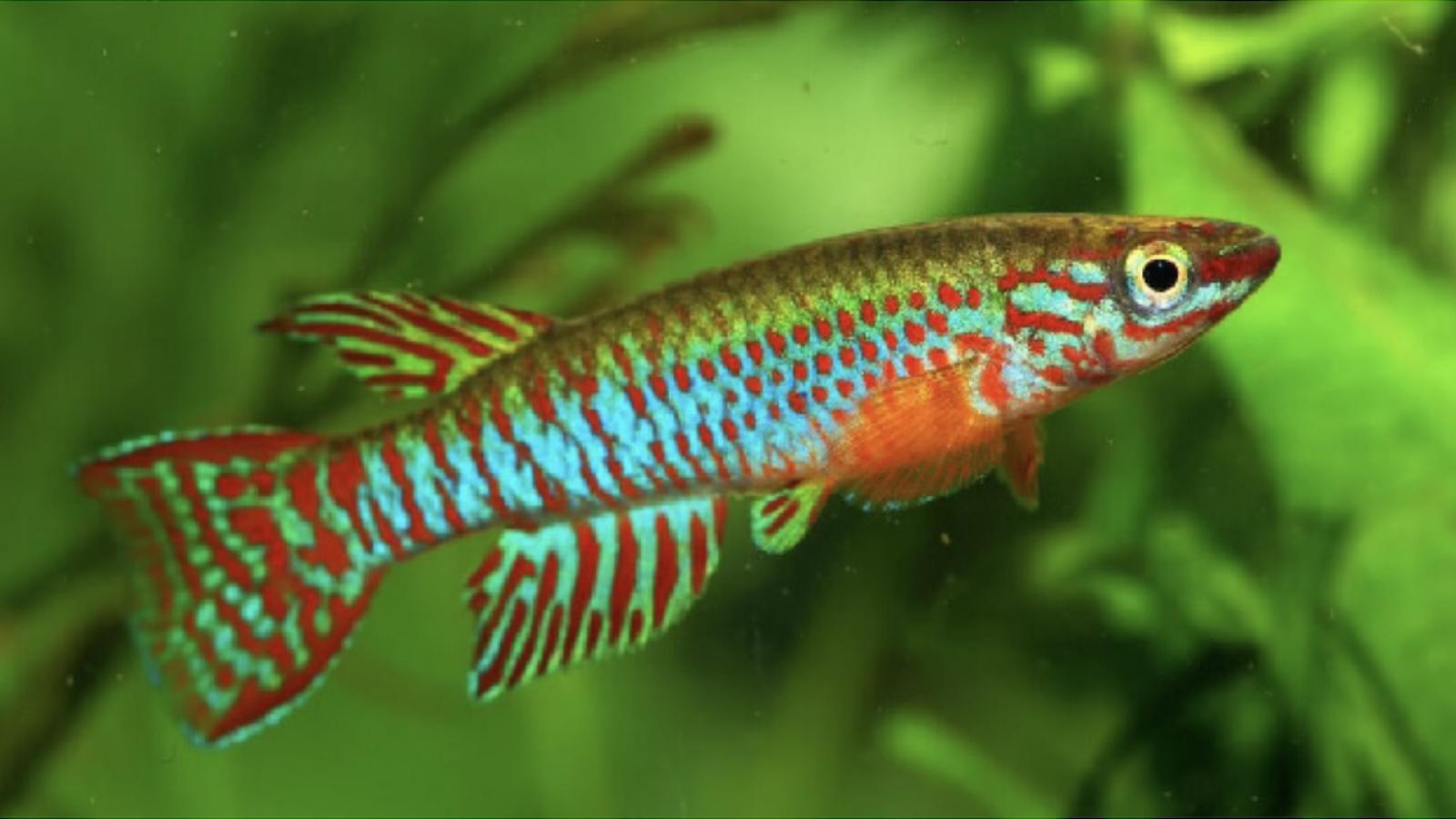 poisson-African turquoise killifish.jpg
