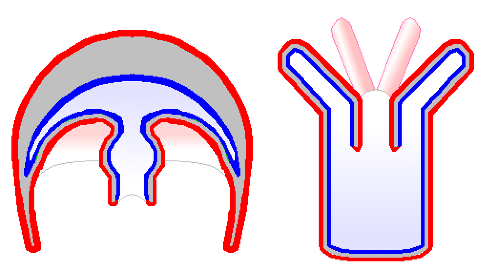 Deux formes corporelles de base des cnidaires, la m&eacute;duse et le polype.png