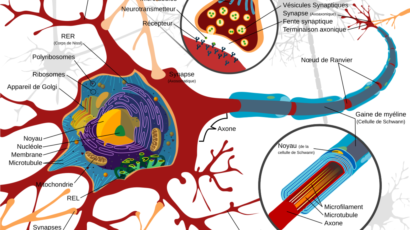 Illustration d'un neurone.png