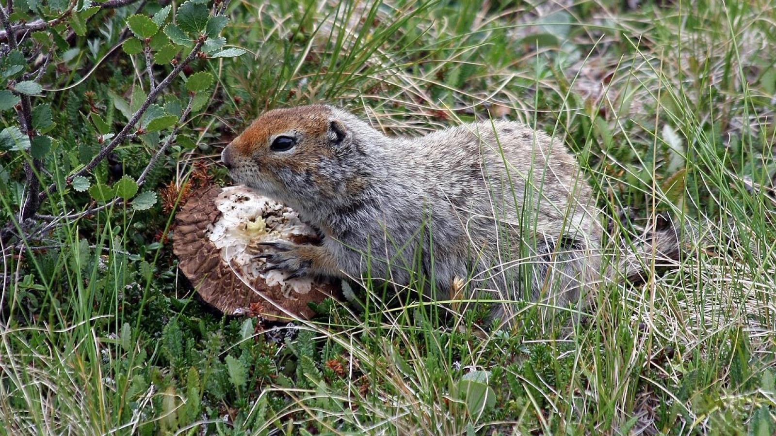 ecureuil-terrestre-Spermophilus_parryii.jpg