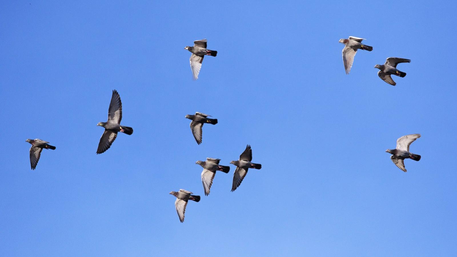 pigeons-voyageurs.jpg