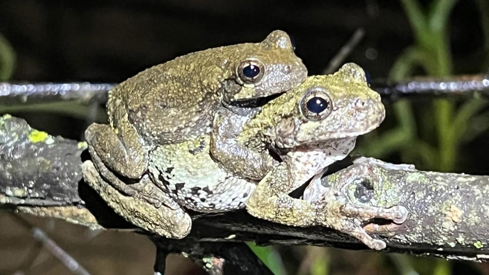 grenouille-accouplement.jpeg