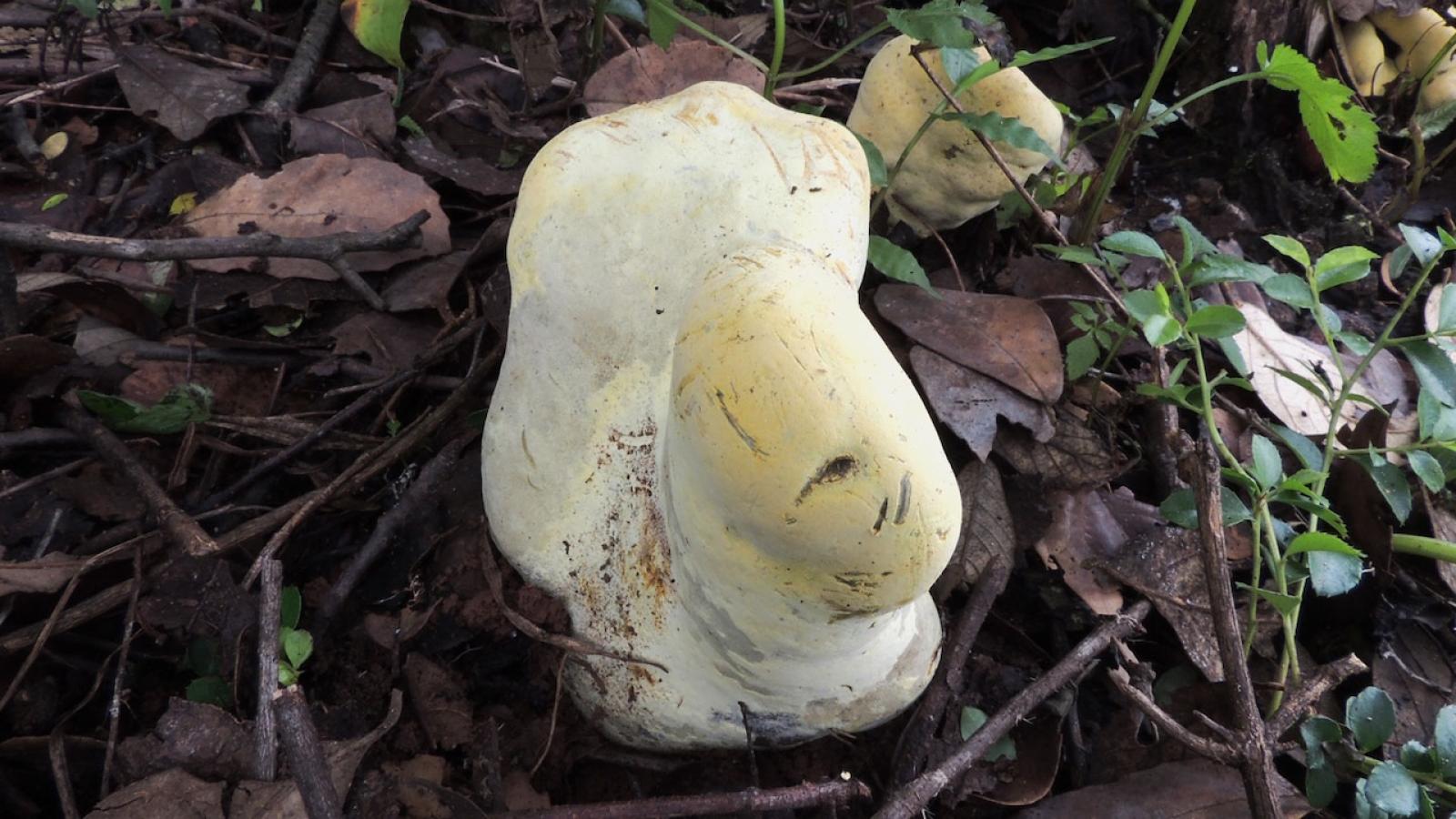 champignon-geant-Dianjunus-rex.jpeg