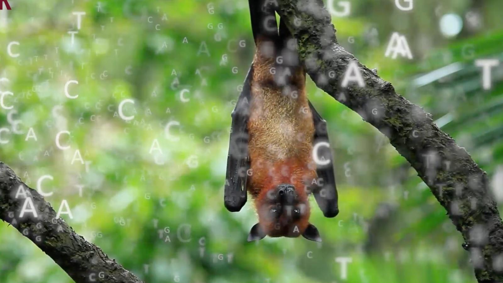 chauve-souris-Bat1K.jpg