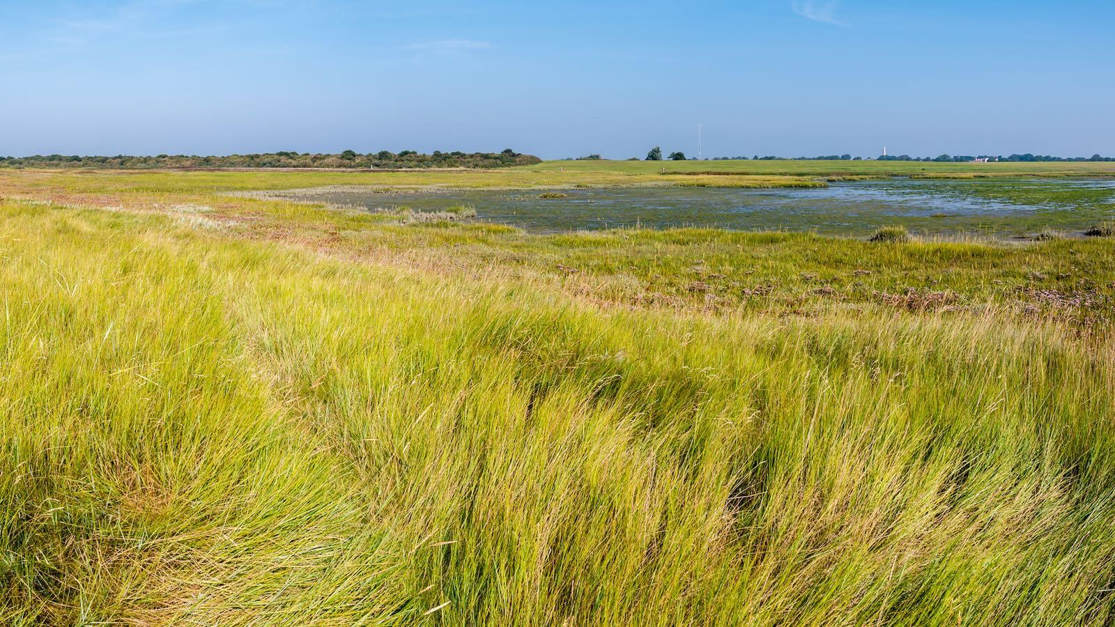 marais-sale-Pays-Bas.jpeg