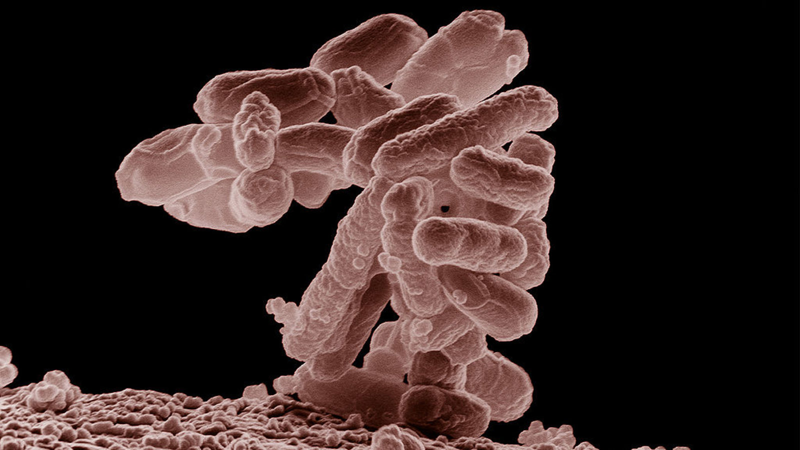 1024px-e_coli_at_10000x.jpg