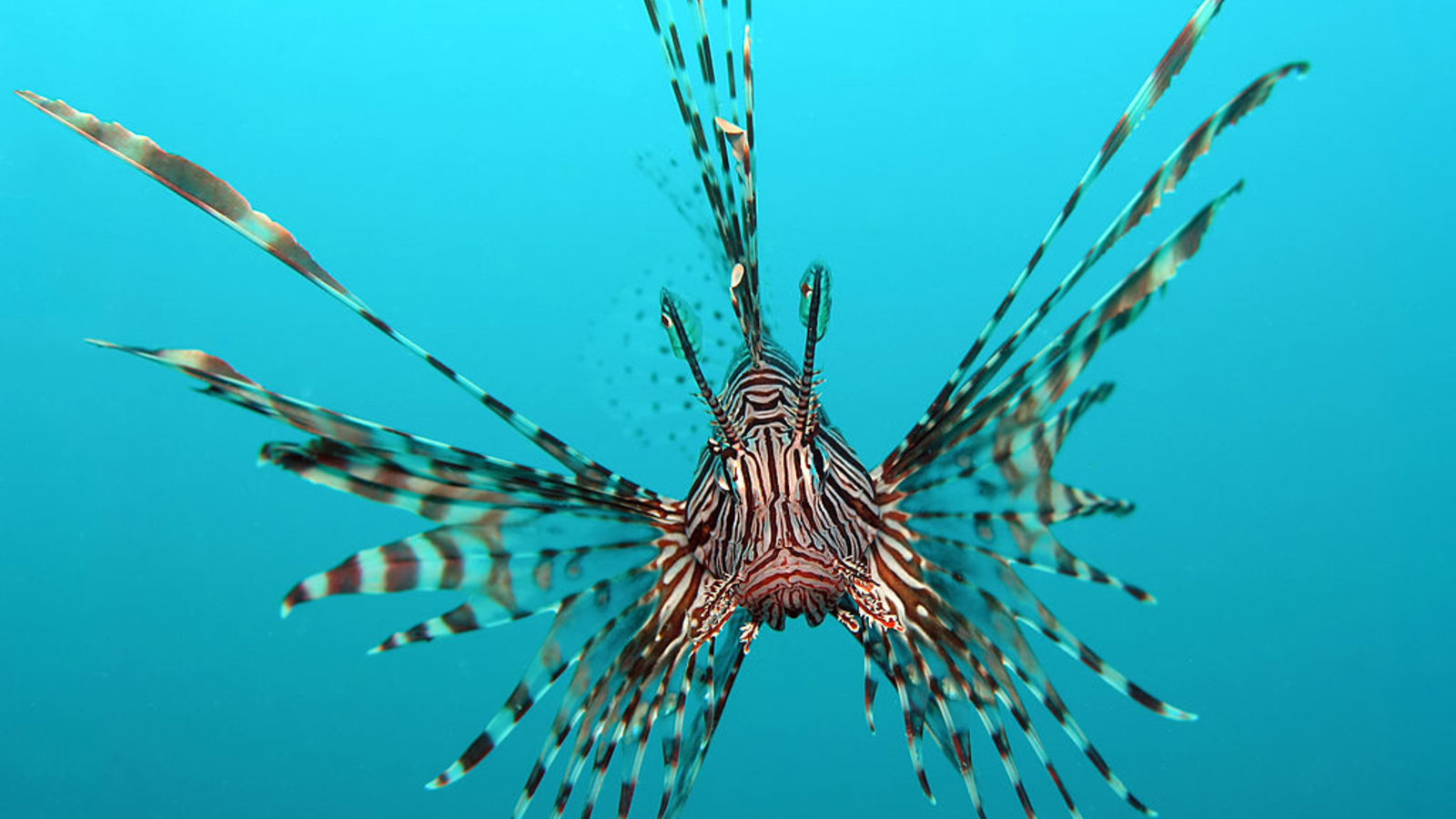 1024px-pterois_volitans_manado-e_edit.jpg