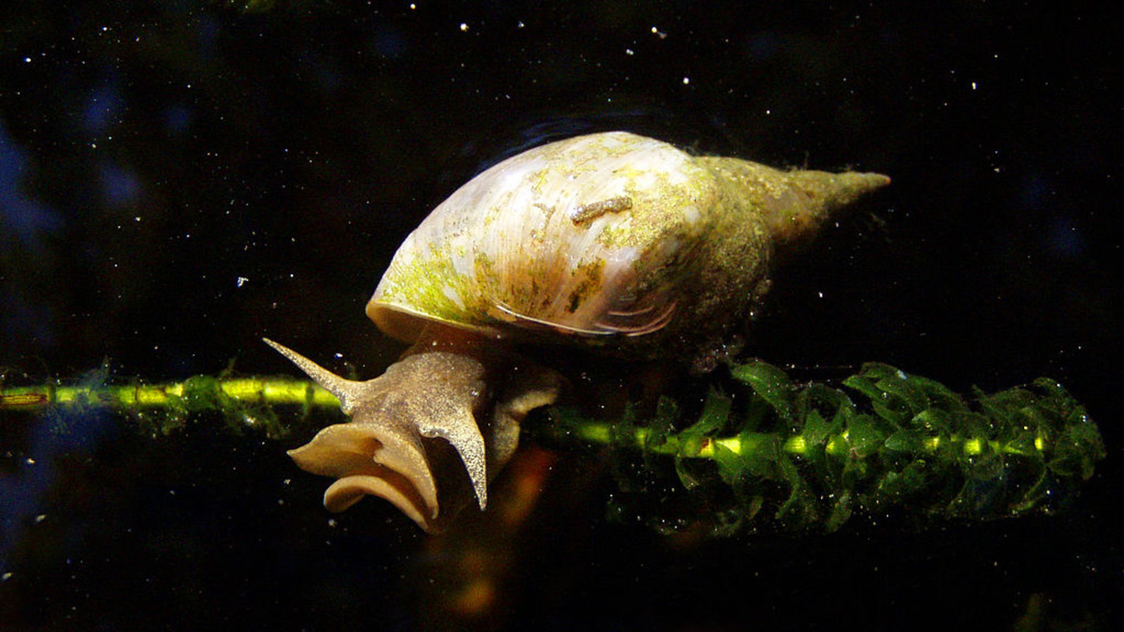 1024px-water_snail_rex_2.jpg