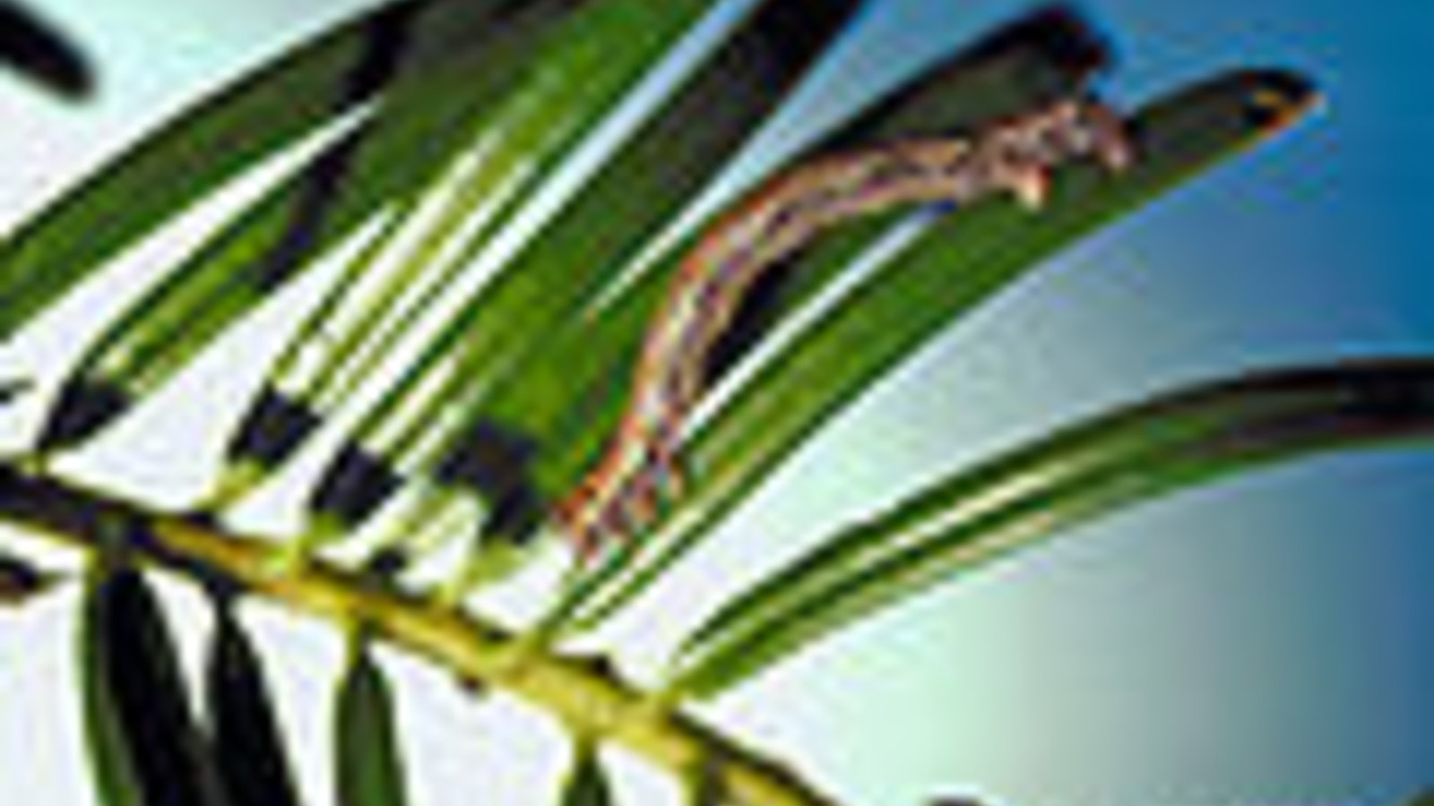 120px-Lambdina_fiscellaria_somniaria_larva.jpg