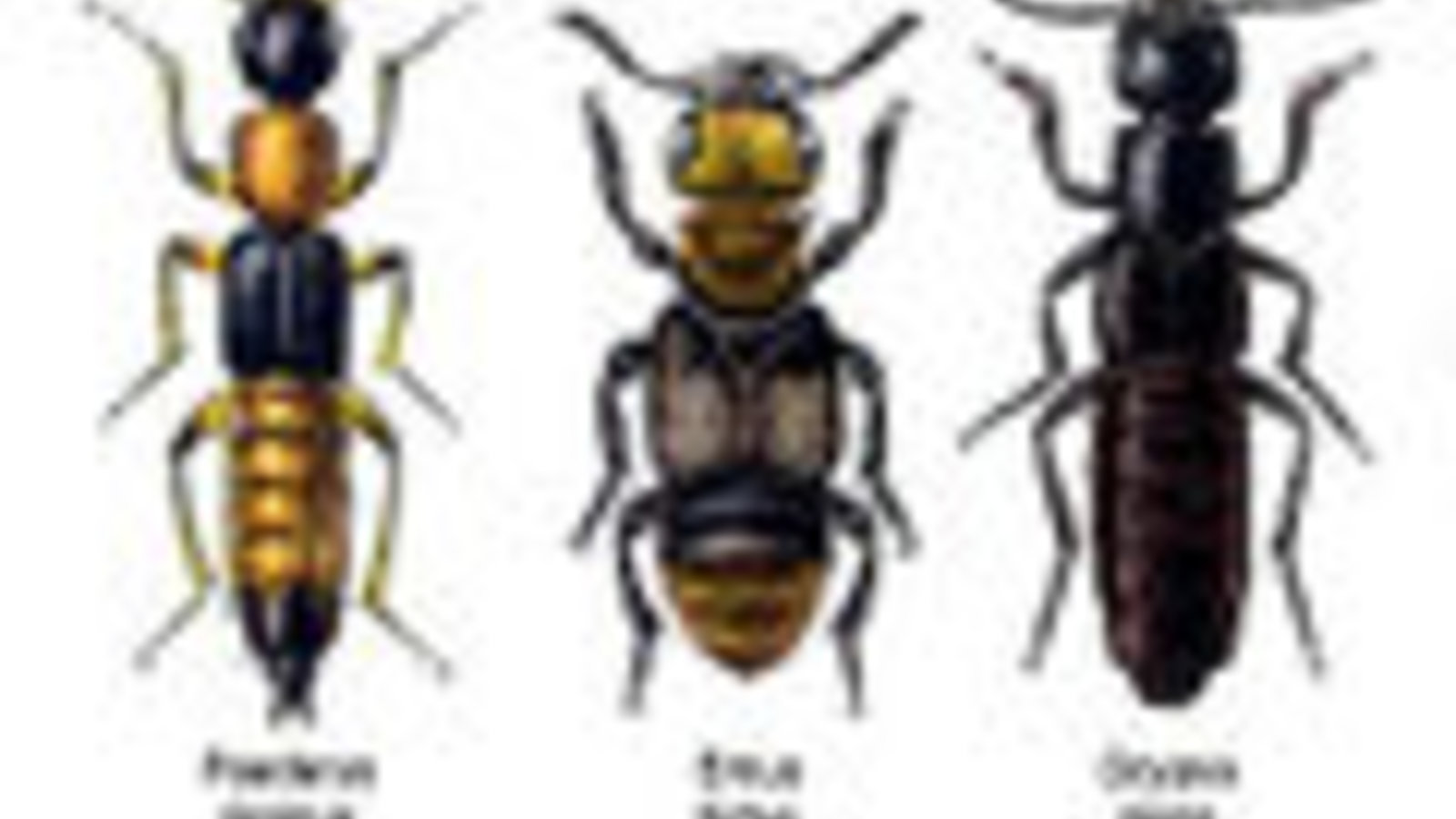 120px-Staphylinidae.jpg