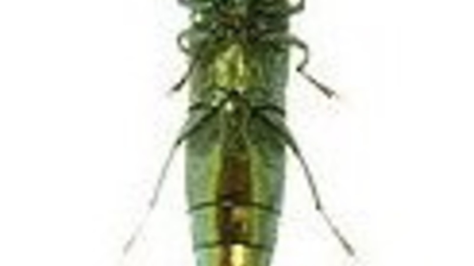 120px-Ventral_adult_eab.jpg