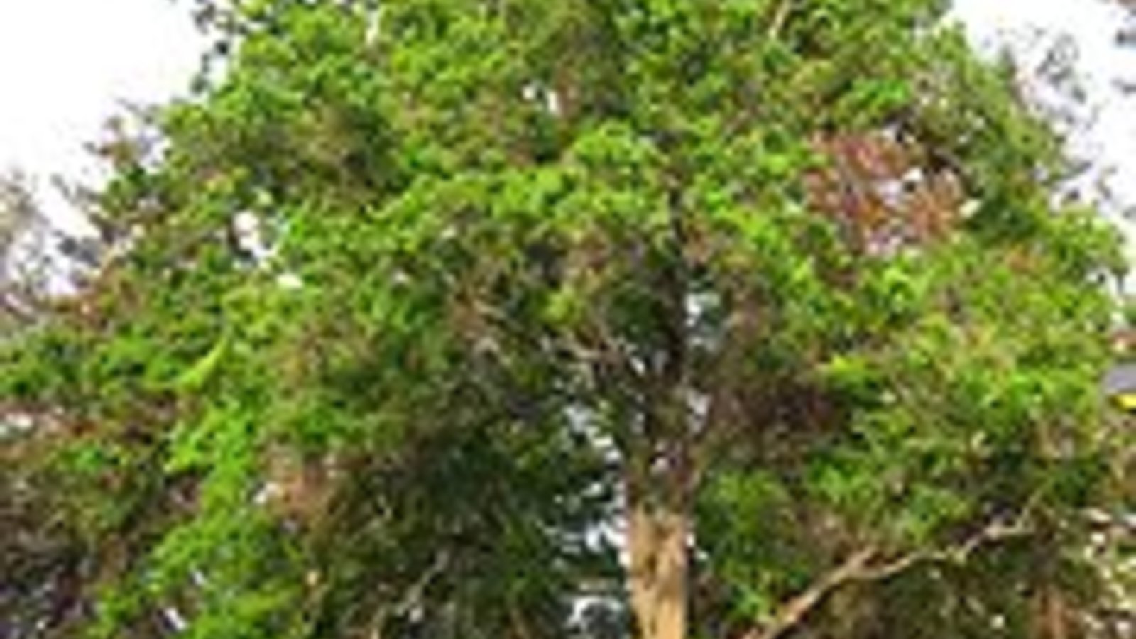 180px-UC_Davis_arboretum_-_Sapium_sebiferum.jpg