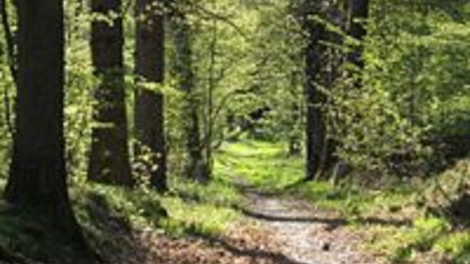 200px-forest_path_in_yvelines_-_france.jpg