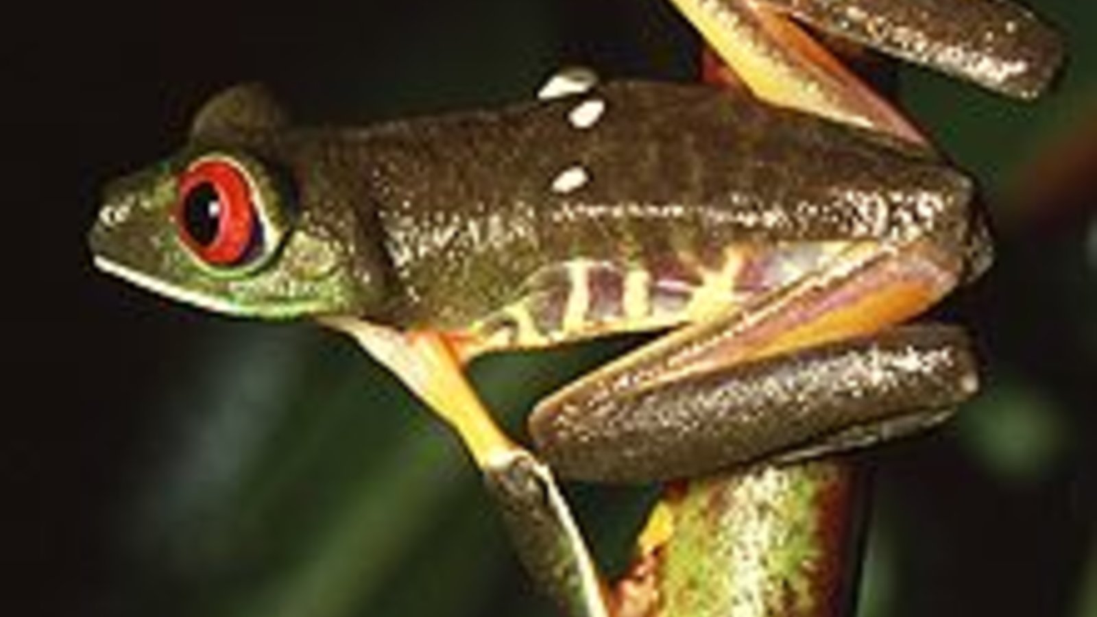 220px-agalychnis_callidryas-wikipedia.jpg