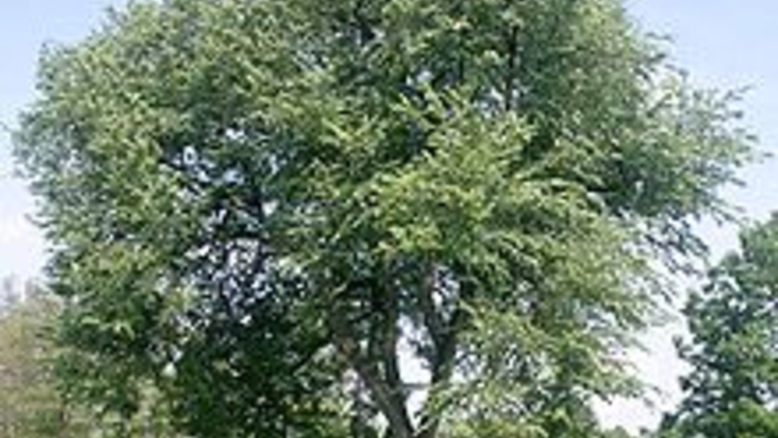 220px-img_ulmus_americana_wikipedia2209.jpg