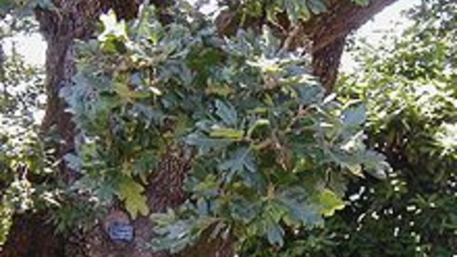 220px-quercus_garryana.jpg