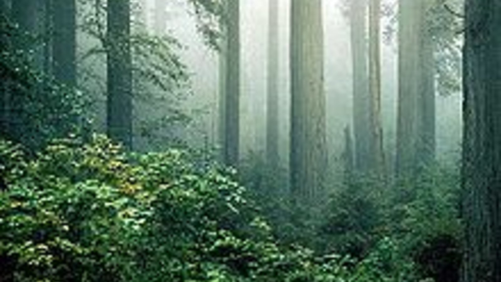 220px-redwood_and_fog.jpg