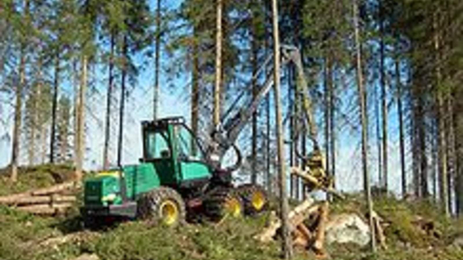 220px-tj_harvesteri-wikipedia.jpg