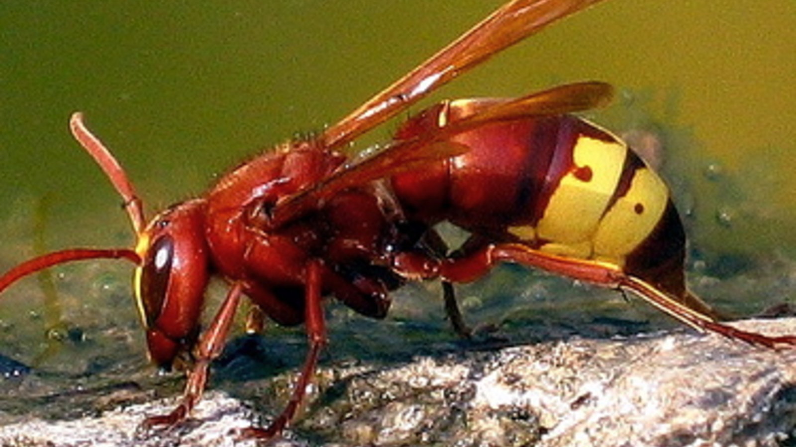 246379557-thirsty-hornet.jpg