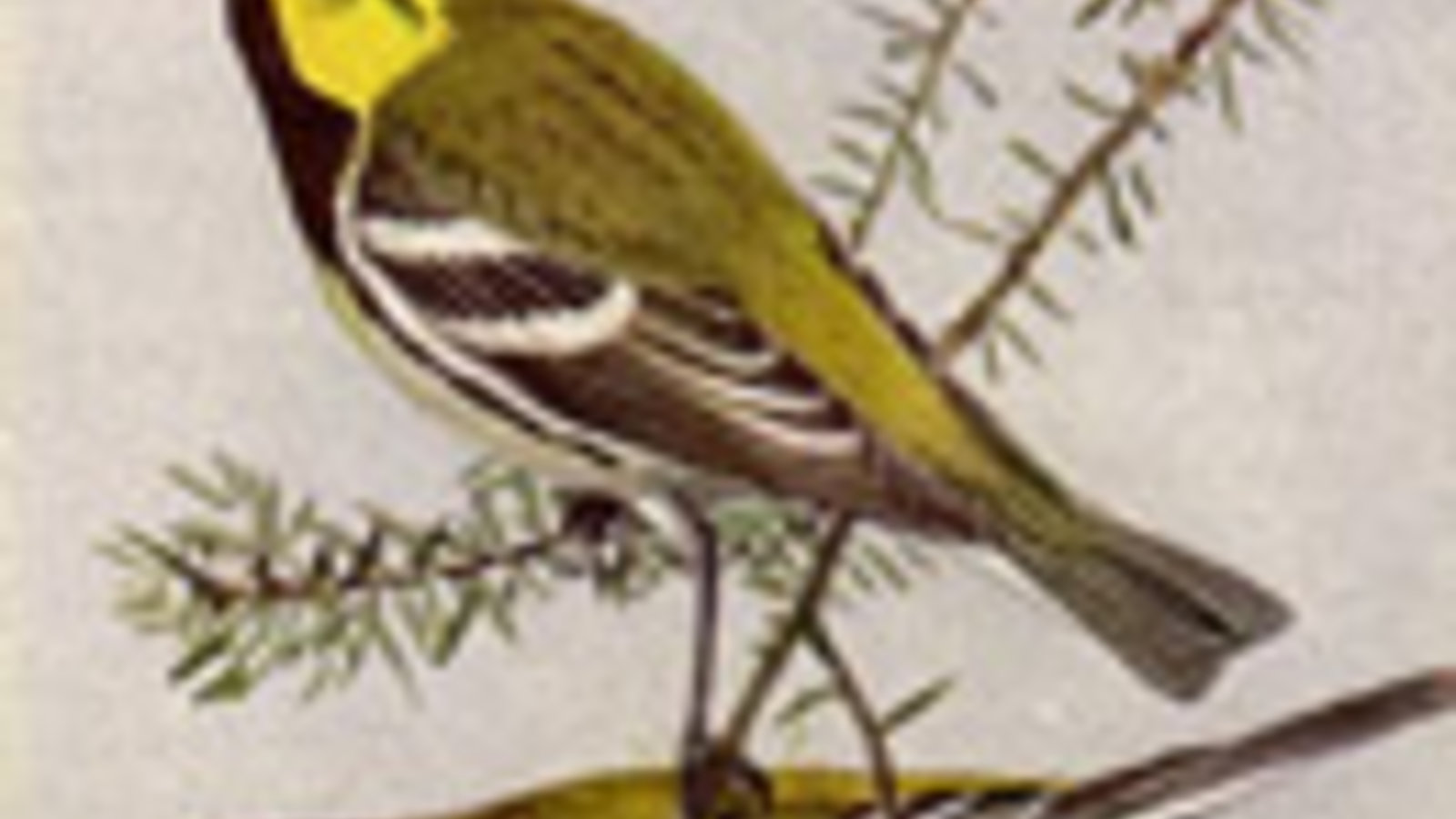 250px-Black-throated_Green_W.jpg
