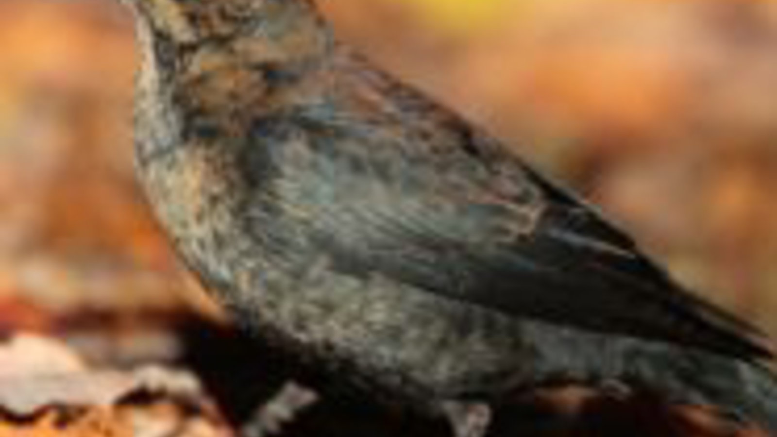 250px-quiscale-rouilleux-euphagus-carolinus-wikipedia-001.jpg