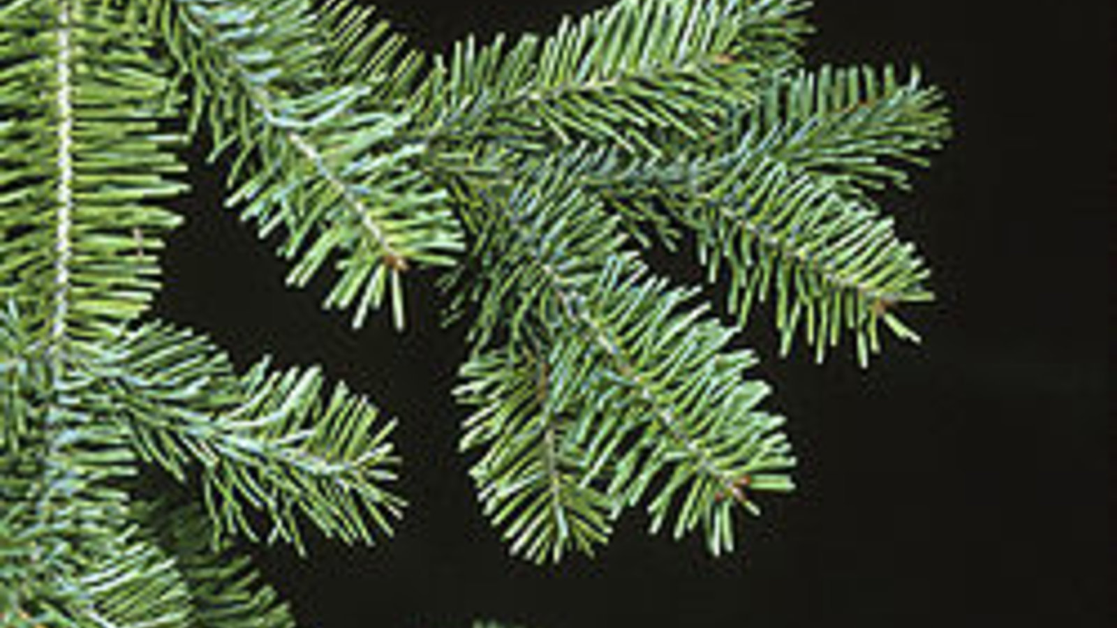 250px-sapin-abies_balsamea_branch.jpg