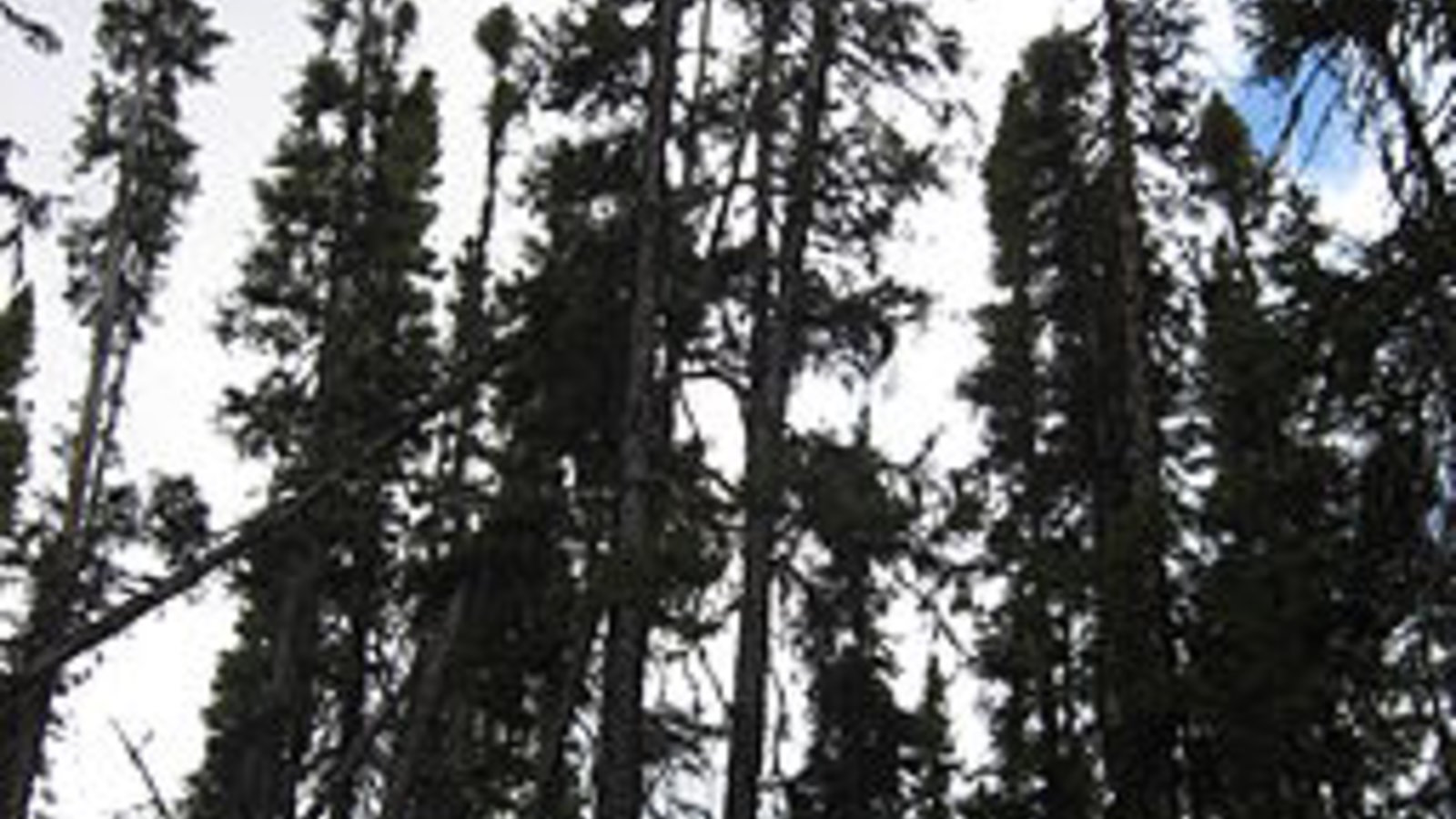 256px-boreal_forest-colocho-wikimedia-commons.jpg