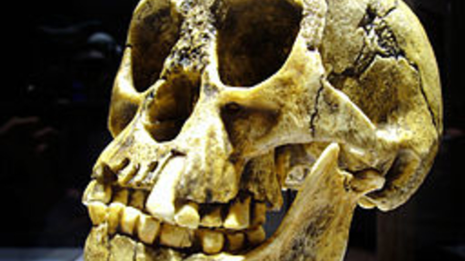 256px-homo_floresiensis_kopie_01.jpg