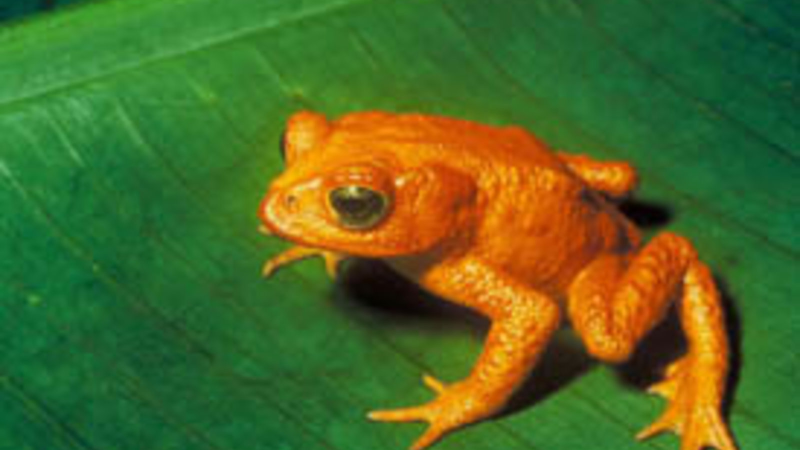 275px-bufo_periglenes1-u.s._fish_and_wildlife_service.jpg