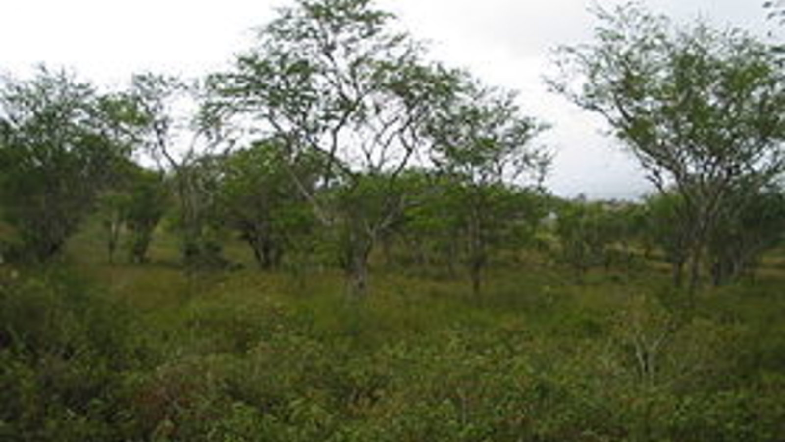 280px-Caatinga-Wikipedia.jpg