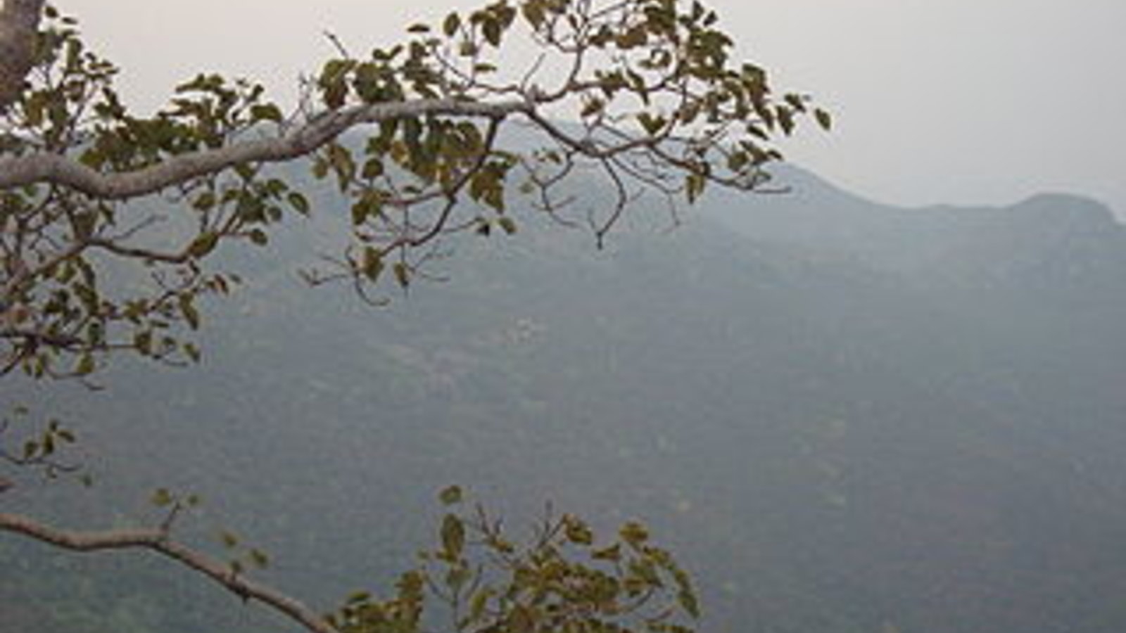 320px-forest_near_rajgir.jpg