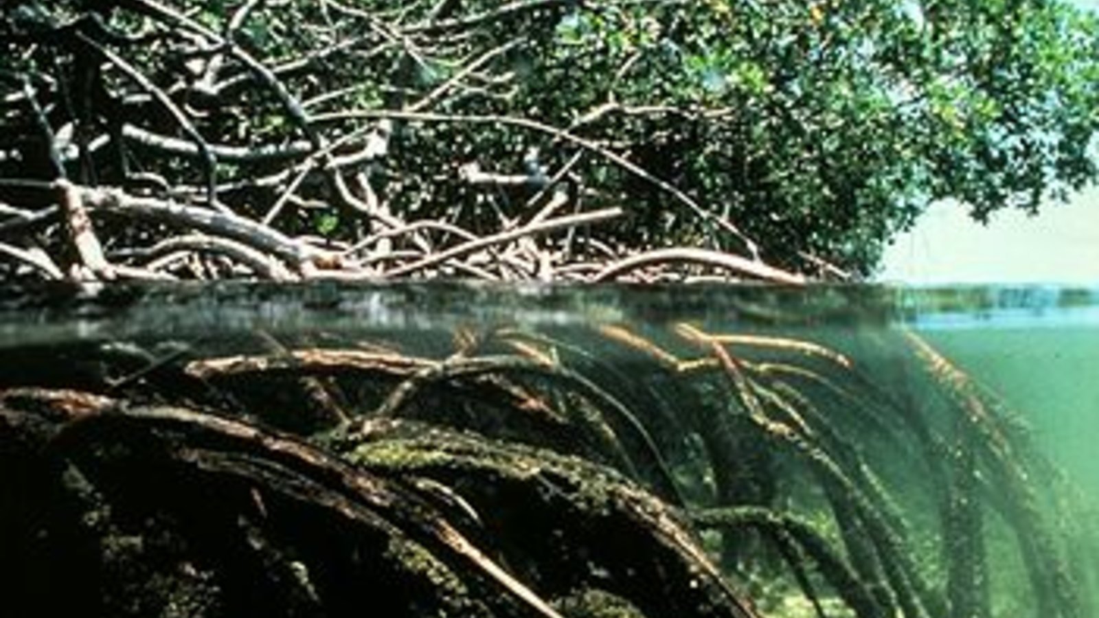 350px-Mangroves.jpg
