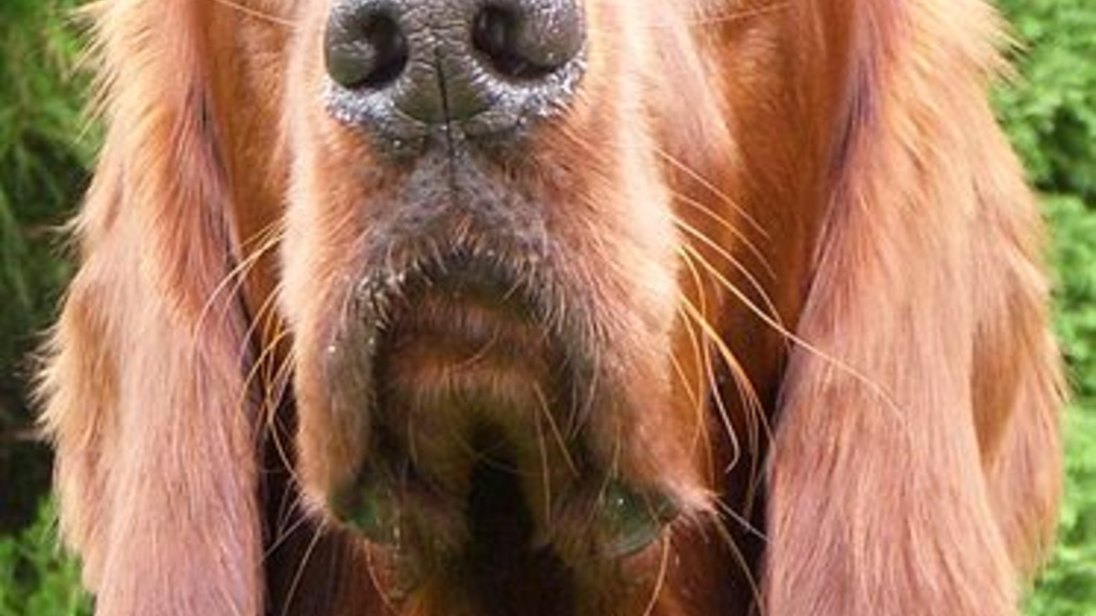 373px-irish_setter_001.jpg