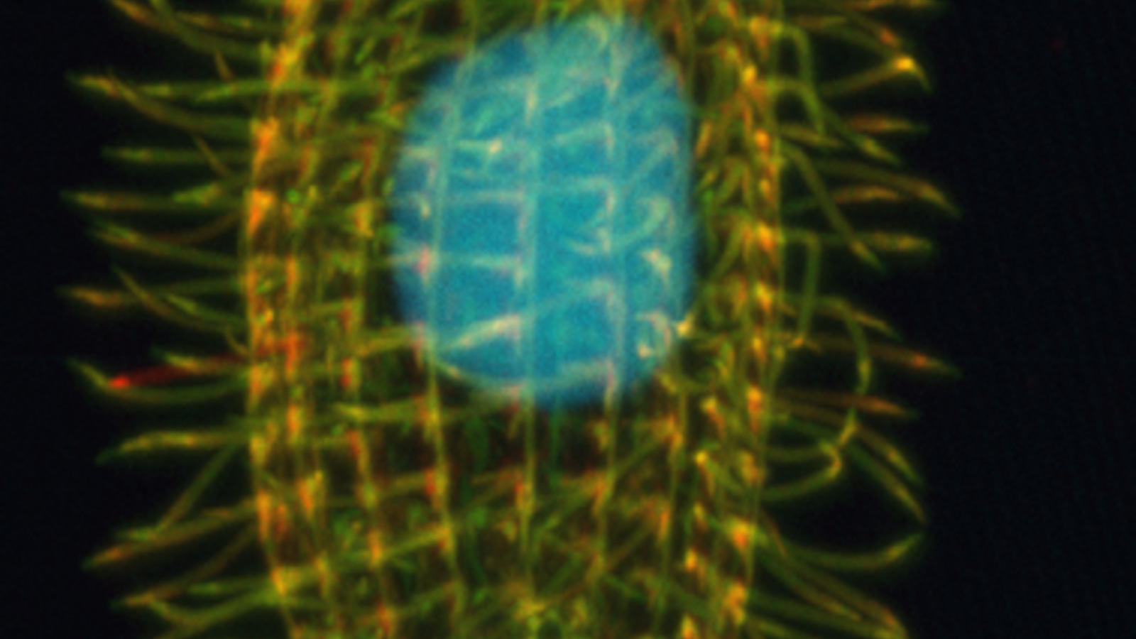 378px-tetrahymena_thermophila.png