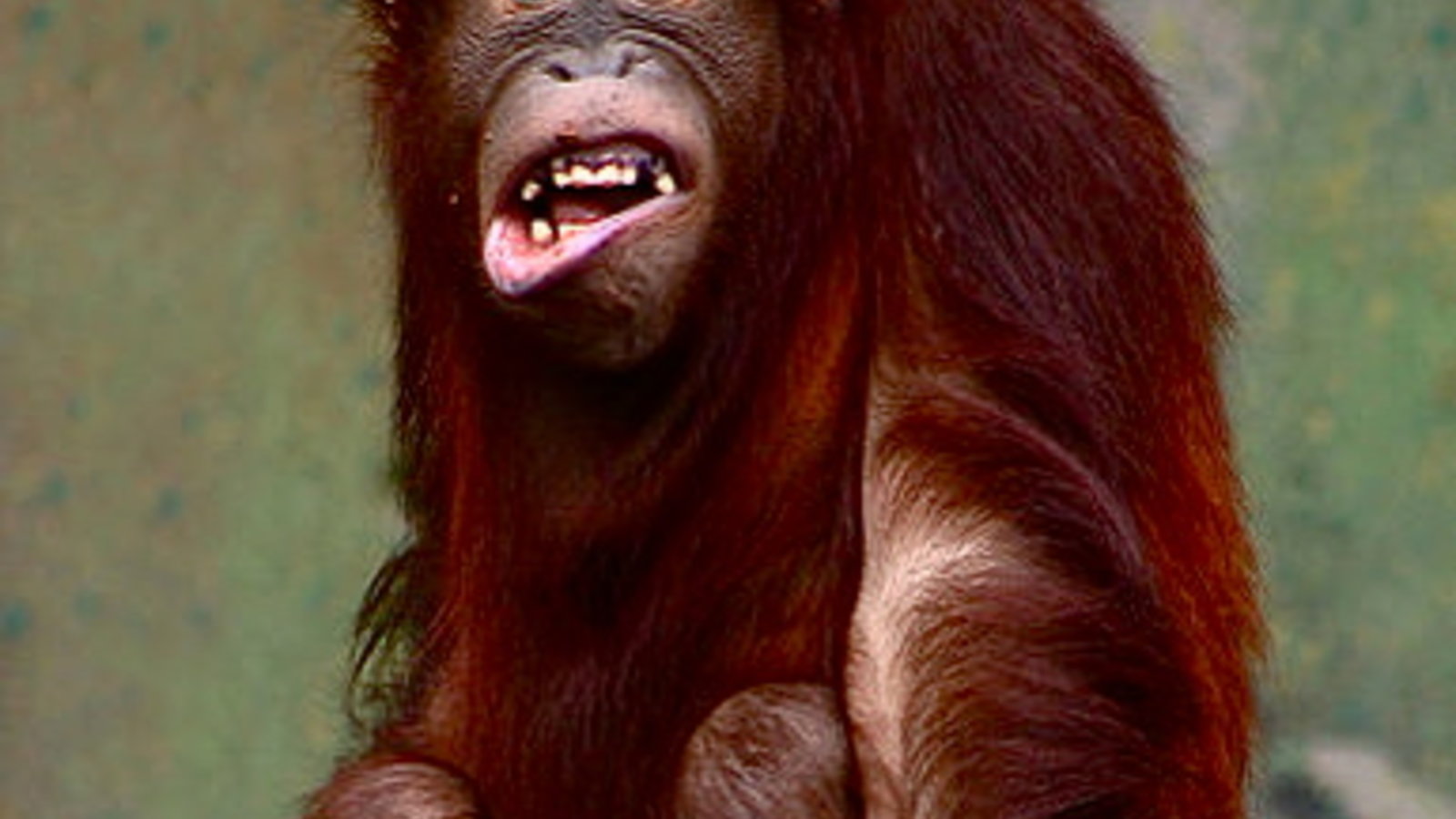 385px-pongo_pygmaeus_orangutang.jpg