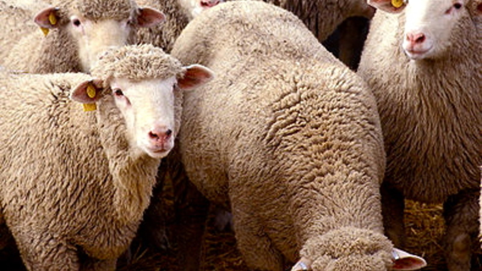 394px-flock_of_sheep.jpg