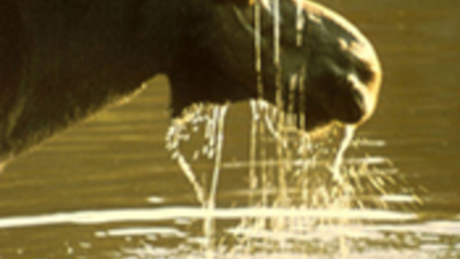 397px-moose.jpg