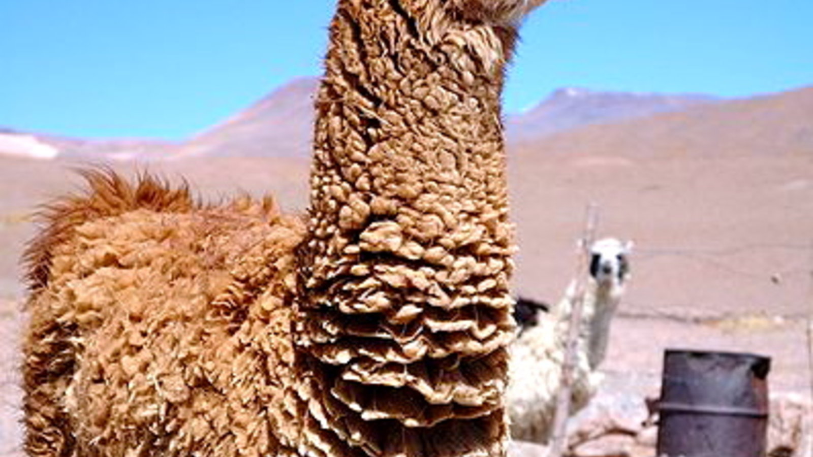 398px-llama_de_bolivia_pixinn.net_.jpg