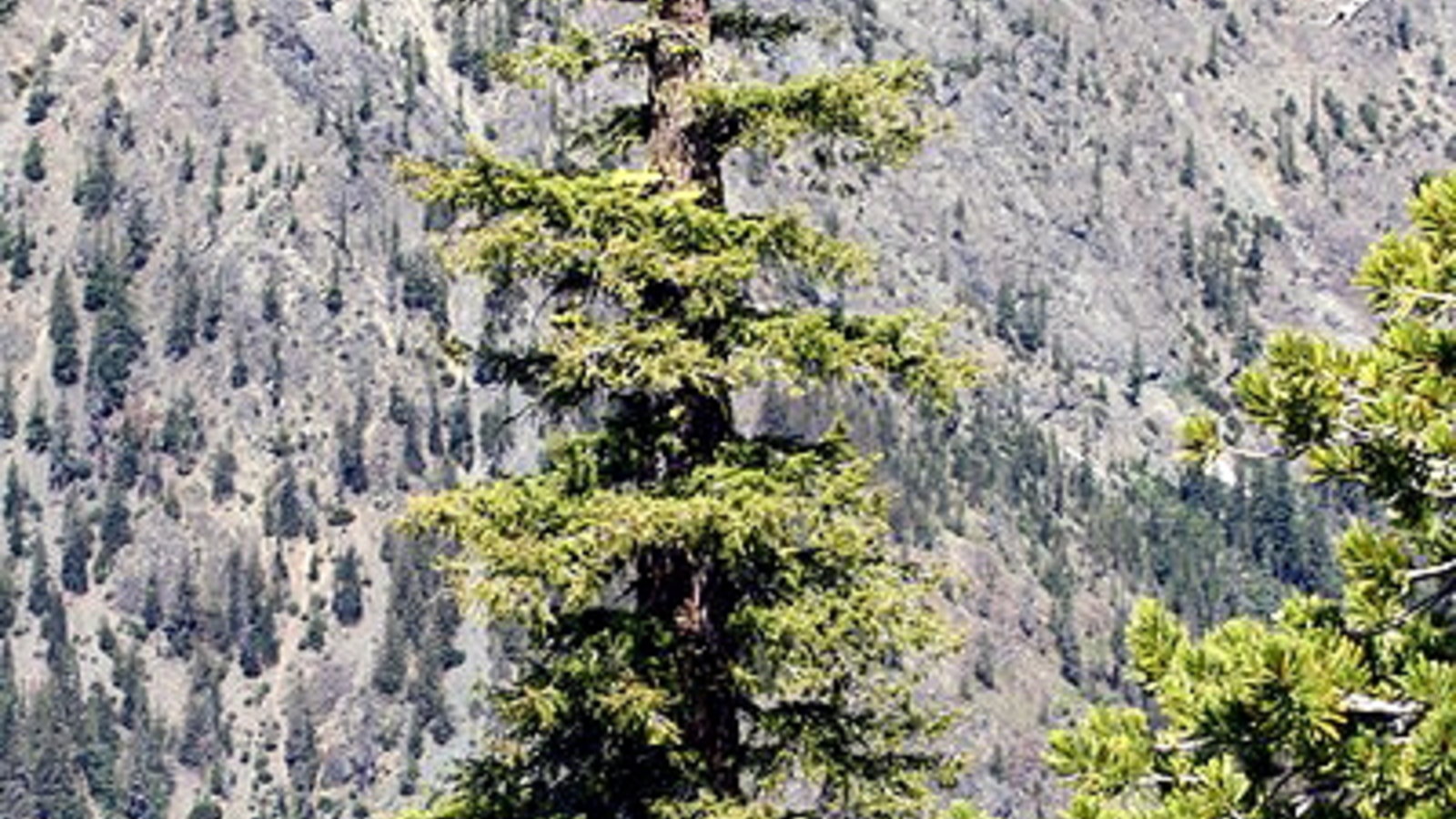 400px-Pseudotsuga_menziesii_7456.JPG