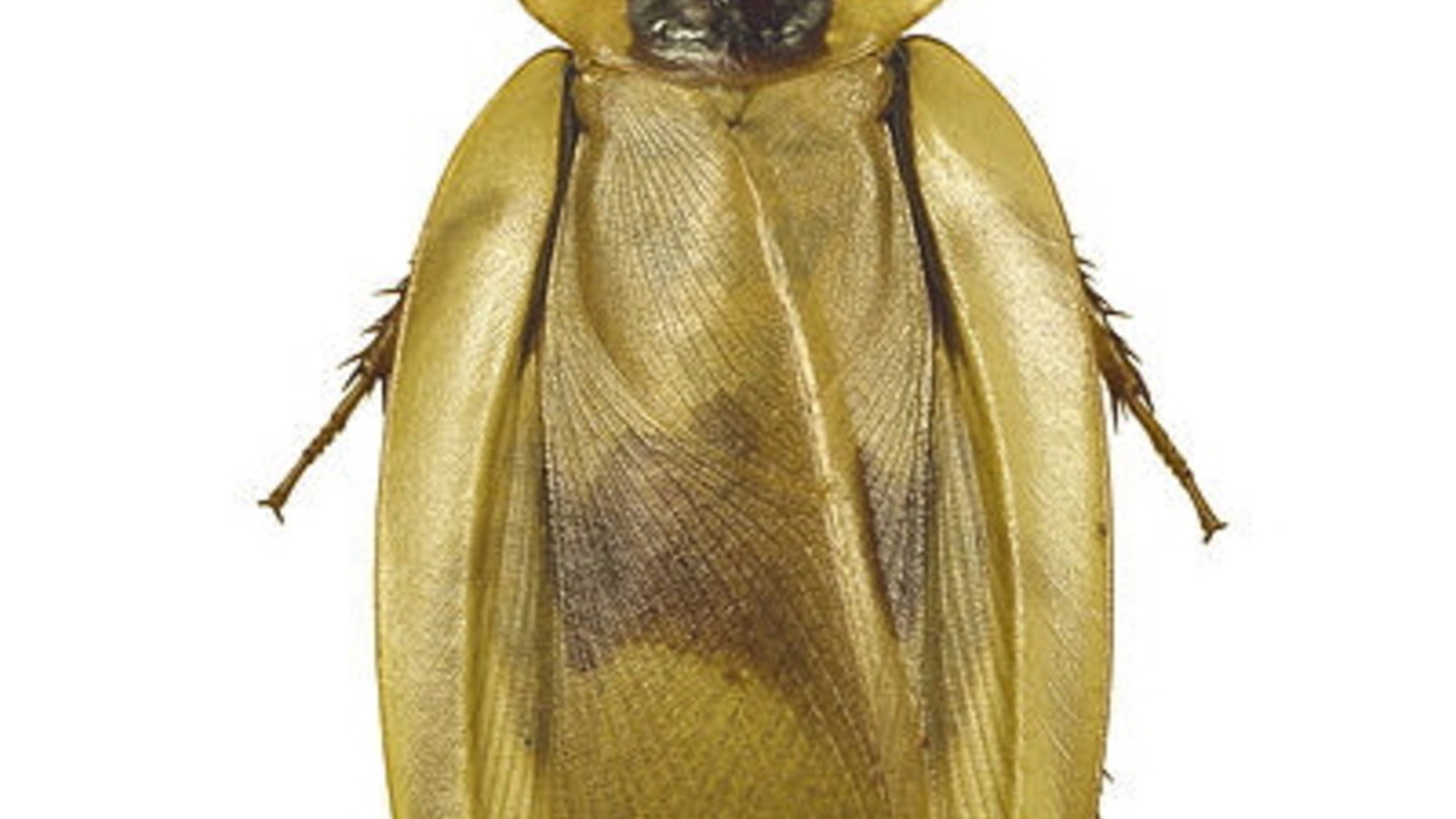 400px-blaberus_giganteus_mhnt_dos.jpg