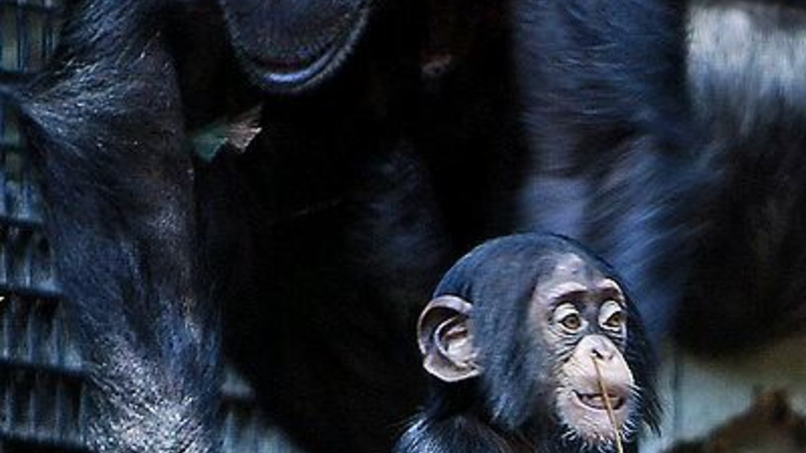 400px-chimpanzee_mom_and_baby_cropped.jpg