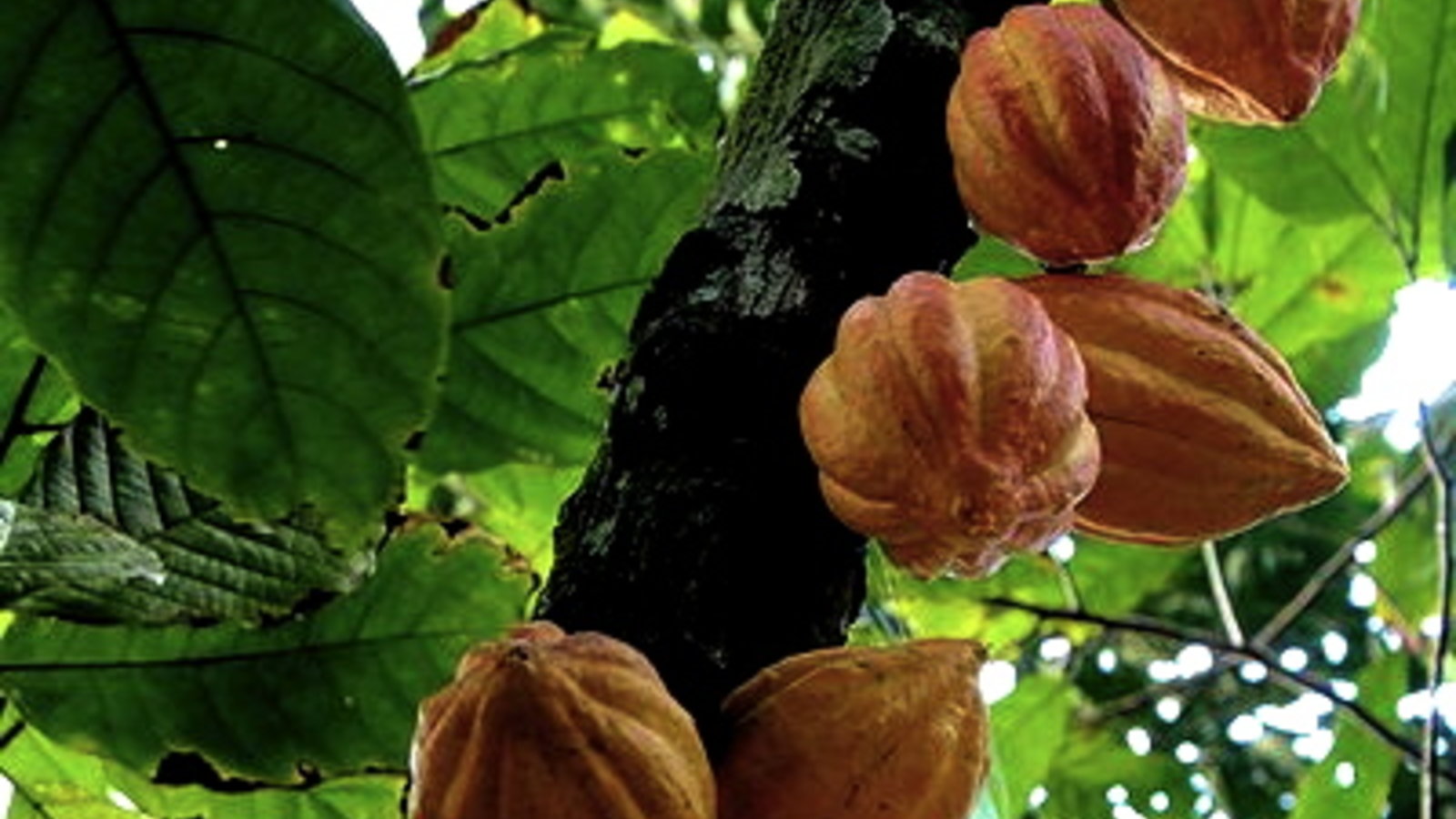 400px-matadecacao.jpg