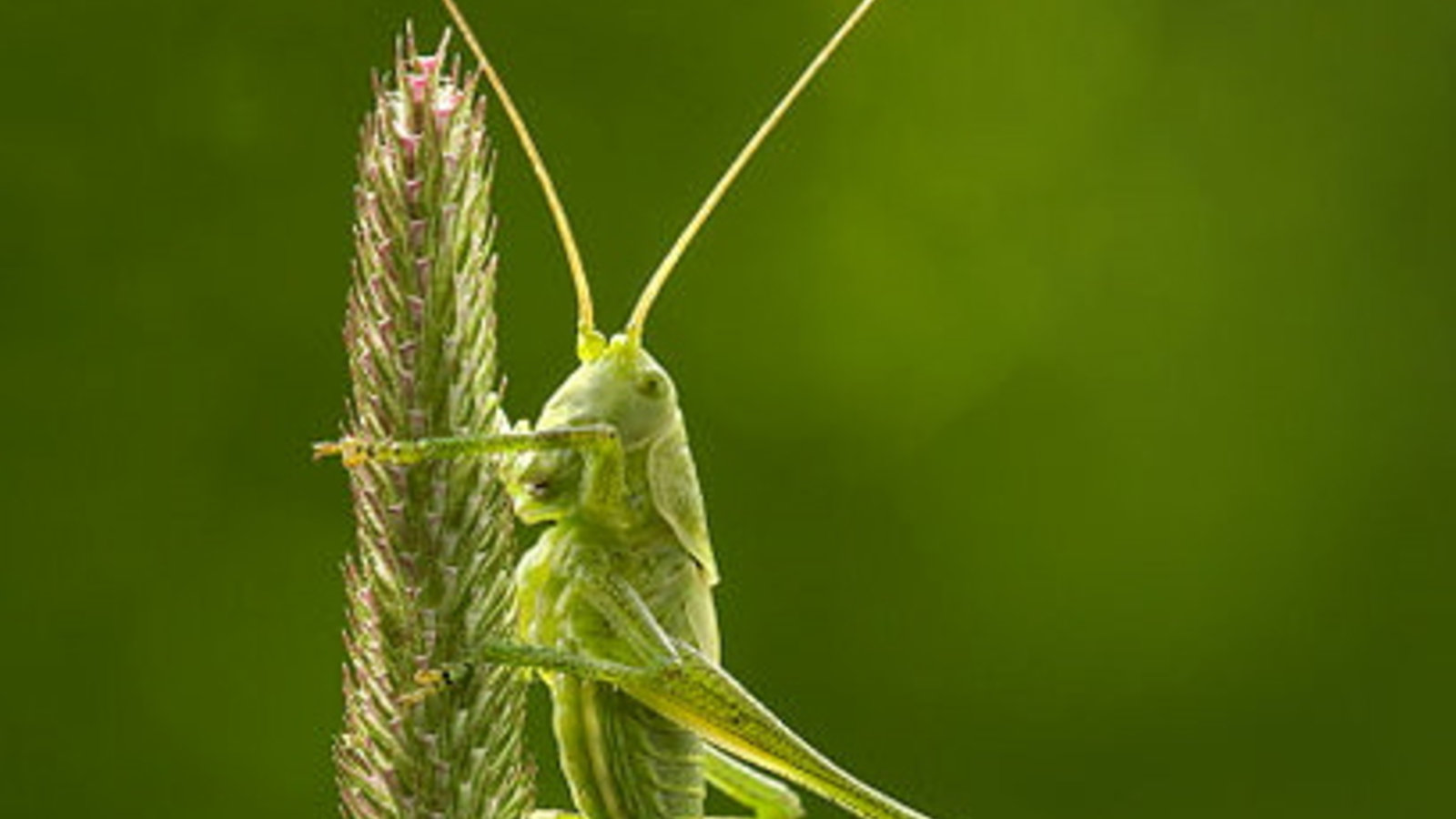 408px-tettigonia_virdissima_nymph_on_phleum_pratense.jpg