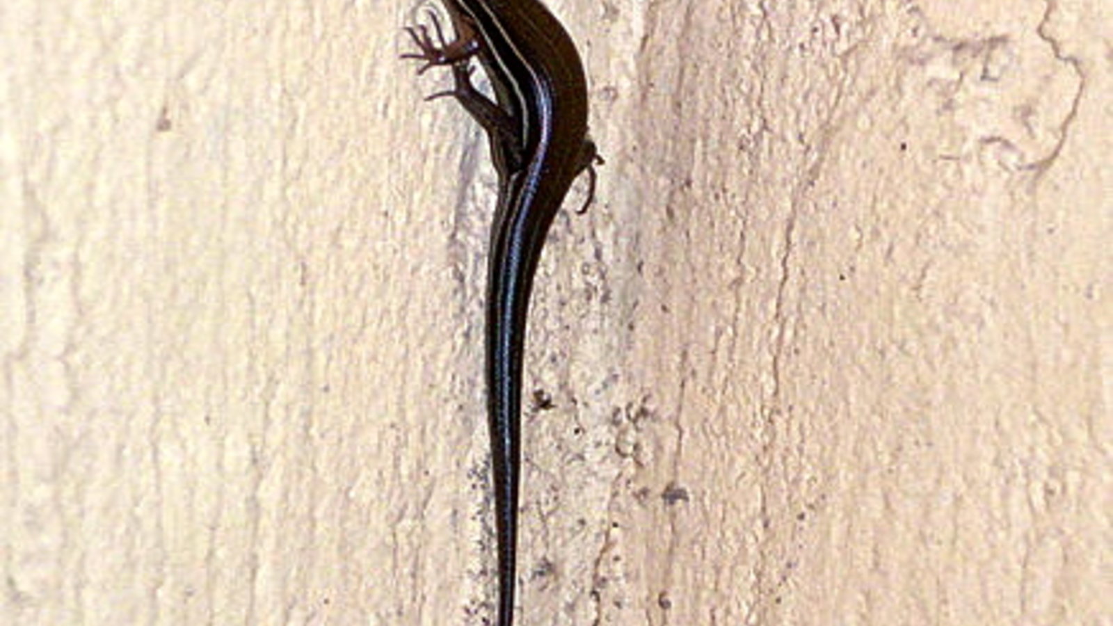 436px-eumeces_inexpectatus_five-lined_skink.jpg