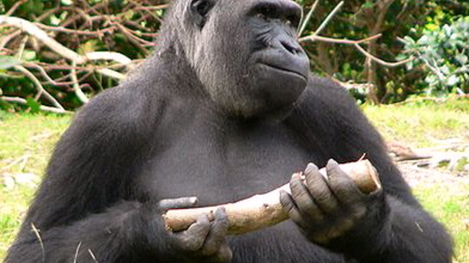 450px-Gorilla_gorilla_gorilla8.jpg