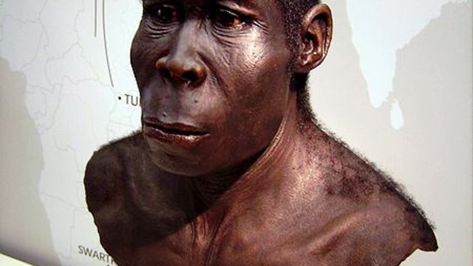 450px-homo_erectus.jpg