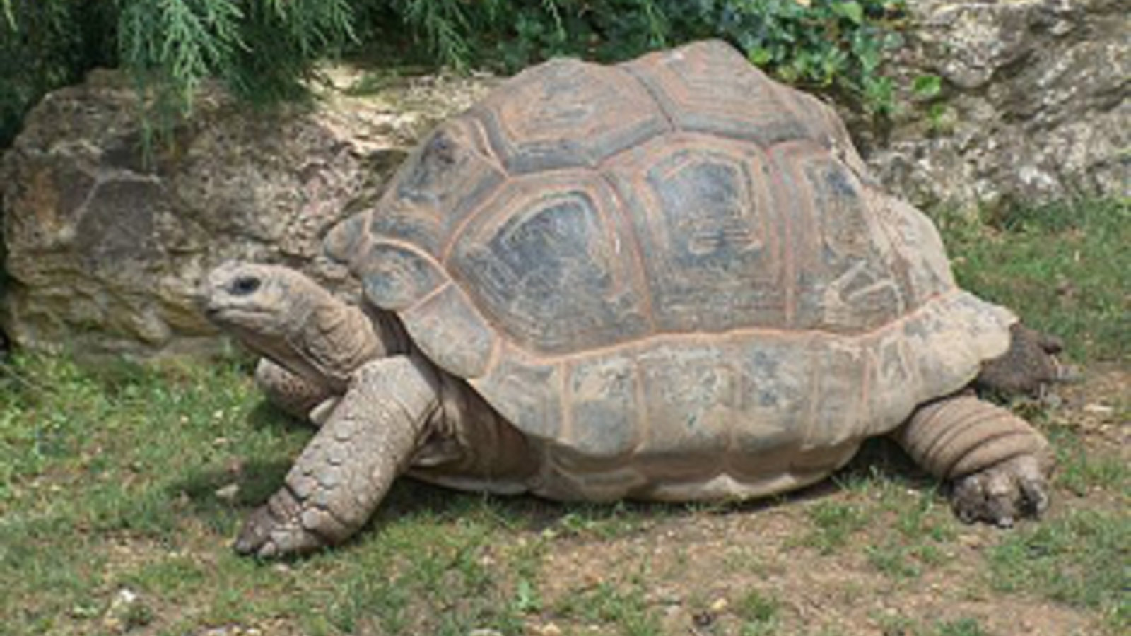 500px-giant_tortoise.jpg