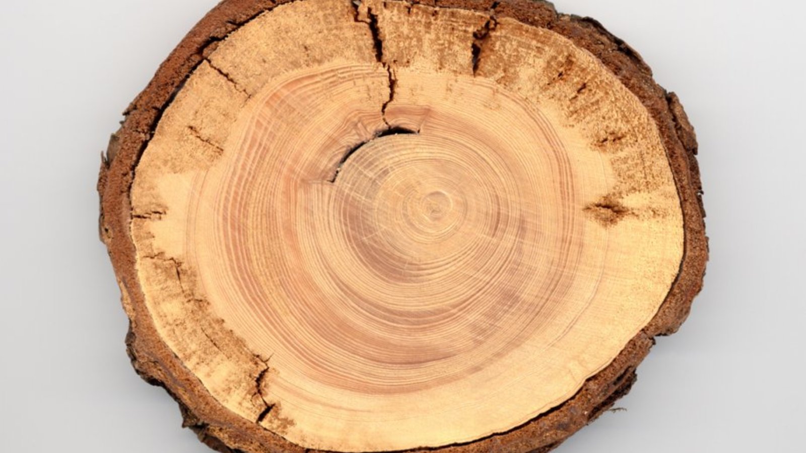 507788-cernes-deux-arbres-correspondant-annees.jpg
