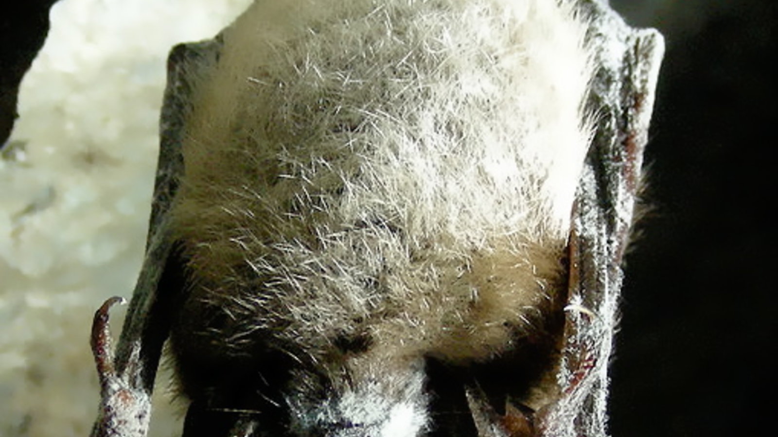 509px-little_brown_bat_with_white_nose_syndrome_greeley_mine_cropped.jpg