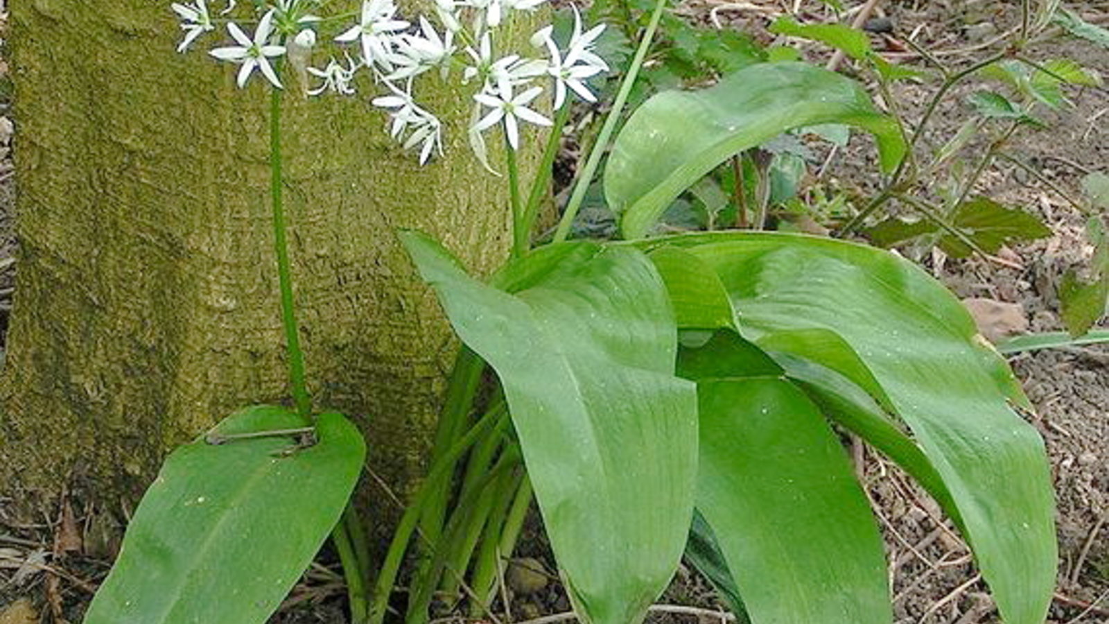 570px-Ramsons_700.jpg